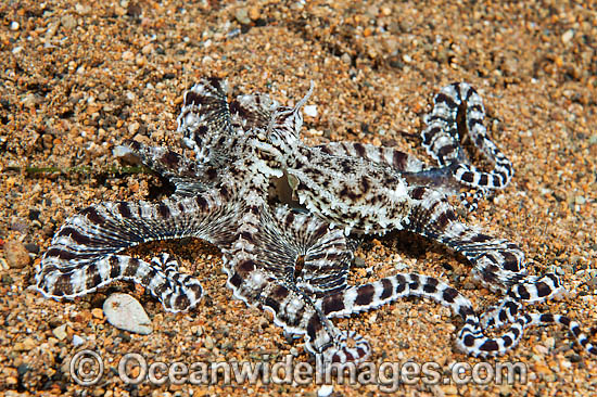 Mimic Octopus Thaumoctopus mimicus photo
