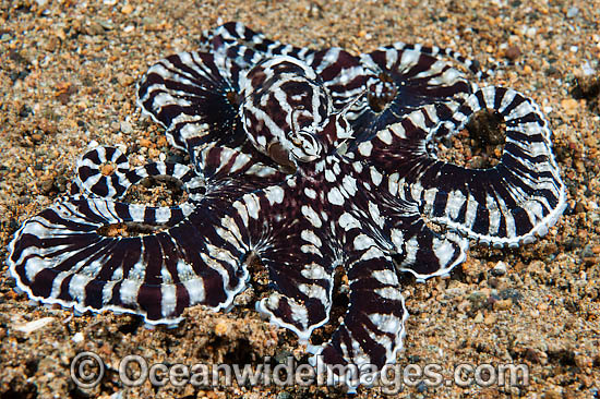 Mimic Octopus photo