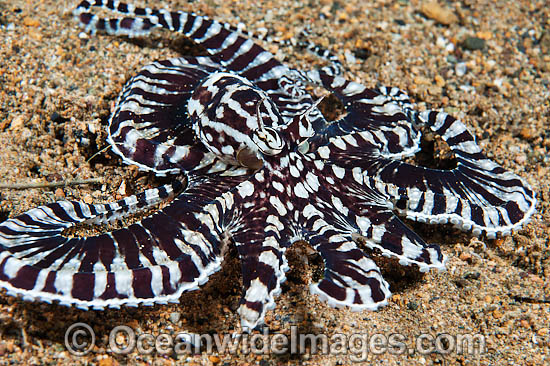 Mimic Octopus Thaumoctopus mimicus photo Mimic Octopus Thaumoctopus mimicus photo