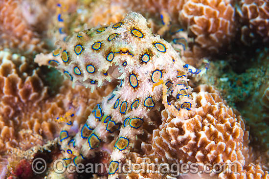 Greater Blue-ringed Octopus photo Greater Blue-ringed Octopus photo