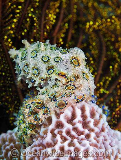 Greater Blue-ringed Octopus photo Greater Blue-ringed Octopus photo