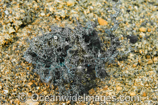 Hairy Octopus Octopus sp. photo Hairy Octopus Octopus sp. photo