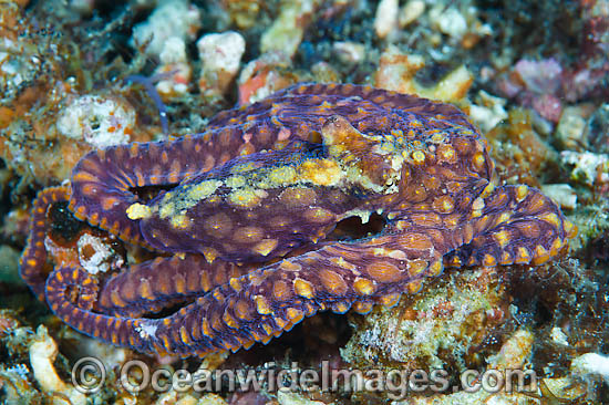 Mosaic Octopus photo Mosaic Octopus photo