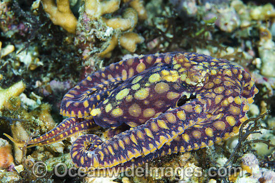 Mosaic Octopus photo