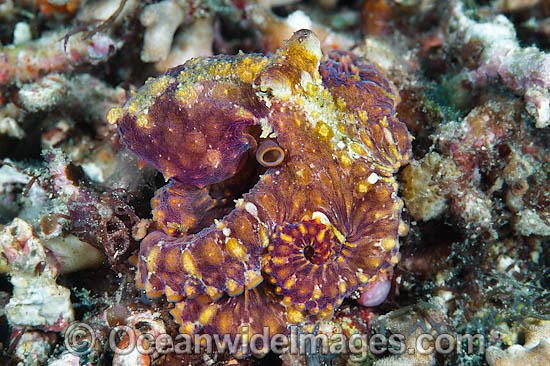 Mosaic Octopus Abdopus abaculus photo