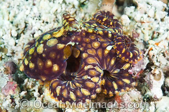 Mosaic Octopus photo
