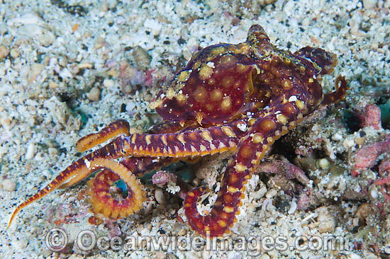Mosaic Octopus Abdopus abaculus photo