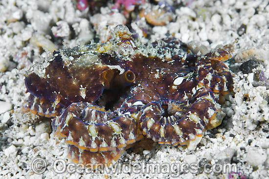 Mosaic Octopus photo