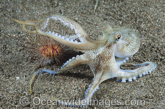 Veined Octopus Octopus marginatus photo