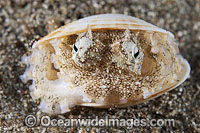 Veined Octopus Octopus marginatus Photo - Gary Bell