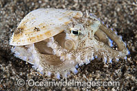 Veined Octopus Photo - Gary Bell
