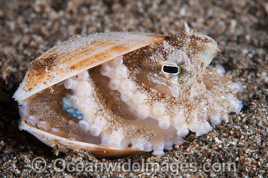 Veined Octopus Octopus marginatus photo