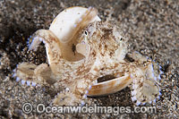 Veined Octopus Photo - Gary Bell