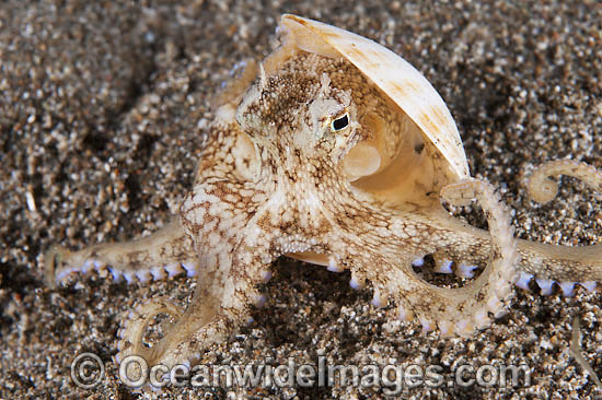 Veined Octopus Octopus marginatus photo