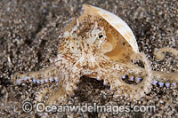Veined Octopus Octopus marginatus Photo - Gary Bell