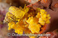 Wentletrap Snail with eggs Photo - Gary Bell