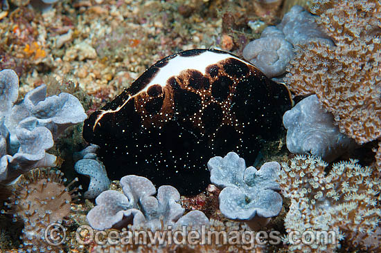 Egg Cowrie feeding on coral photo Egg Cowrie feeding on coral photo