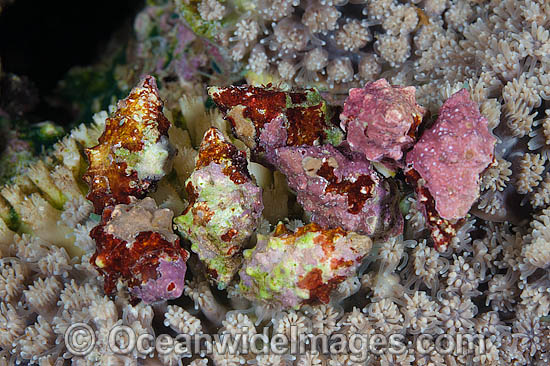 Drupe Sea Snail feeding on coral photo Drupe Sea Snail feeding on coral photo