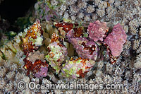 Drupe Sea Snail feeding on coral Photo - Gary Bell