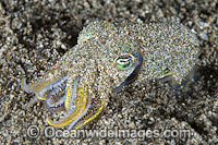 Bobtail Squid Euprymna berryi Photo - Gary Bell