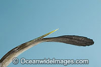 Stingray poison barb Photo - Gary Bell