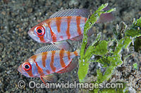 Silver Bigeye Priacanthus blochii Photo - Gary Bell