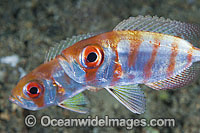 Silver Bigeye Priacanthus blochii Photo - Gary Bell