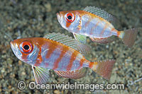 Silver Bigeye Photo - Gary Bell