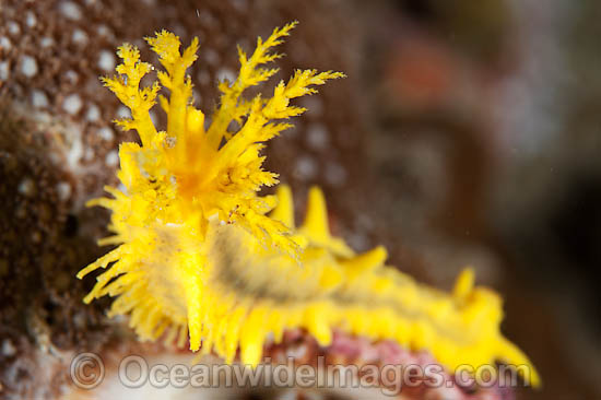 Sea Cucumber feeding photo