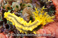 Sea Cucumber feeding Photo - Gary Bell
