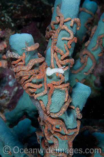 Holothurian on Sea Sponge photo Holothurian on Sea Sponge photo