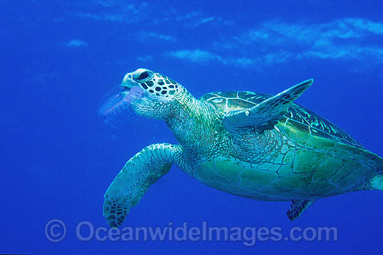 Green Sea Turtle eating Jellyfish photo Green Sea Turtle eating Jellyfish photo
