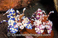 Pink and Blue Harlequin Shrimp feeding Photo - Gary Bell