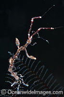 Ghost Shrimp on stinging Hydroid Photo - Gary Bell