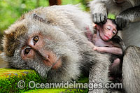 Bali Monkey mother and baby Photo - Gary Bell