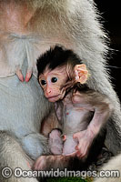 Bali Monkey mother and baby Photo - Gary Bell