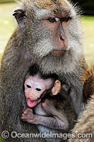 Long-tailed Macaque mother and baby Photo - Gary Bell