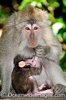 Long-tailed Macaque mother and baby Photo - Gary Bell