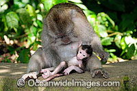 Bali Monkey mother and baby Photo - Gary Bell