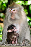Long-tailed Macaque mother and baby Photo - Gary Bell