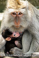 Bali Monkey mother and baby Photo - Gary Bell