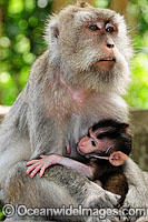 Long-tailed Macaque mother and baby Photo - Gary Bell