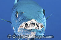 Great Barracuda showing teeth Photo - Gary Bell