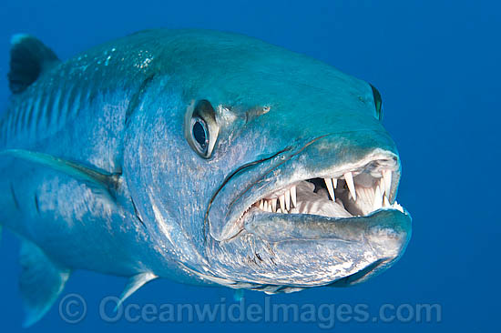 Great Barracuda photo Great Barracuda photo