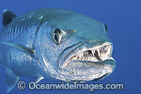 Great Barracuda Photo - Gary Bell
