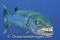 Great Barracuda showing teeth Photo - Gary Bell