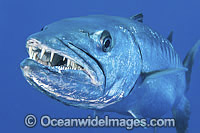 Great Barracuda Sphyraena barracuda Photo - Gary Bell