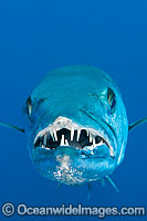 Great Barracuda showing teeth Photo - Gary Bell