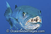 Great Barracuda Sphyraena barracuda Photo - Gary Bell