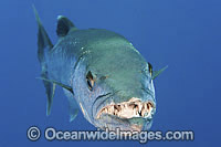 Great Barracuda showing teeth Photo - Gary Bell